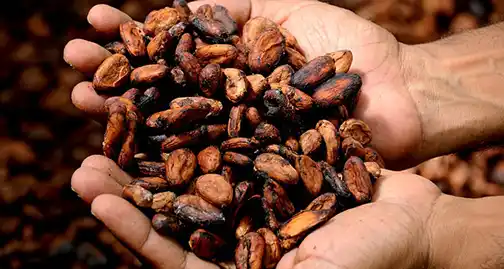 nuts from the cacao tree