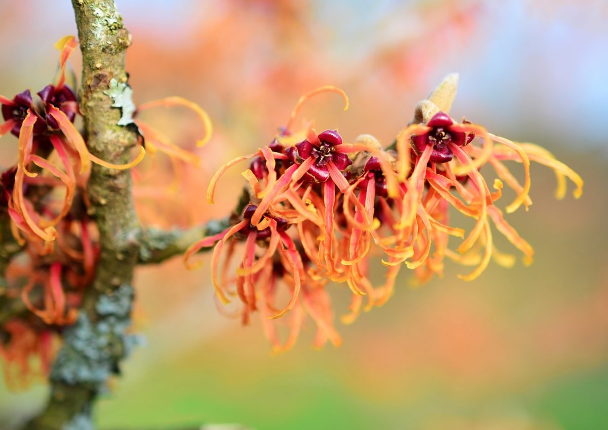 witch-hazel-as-an-aftershave-beardedblade